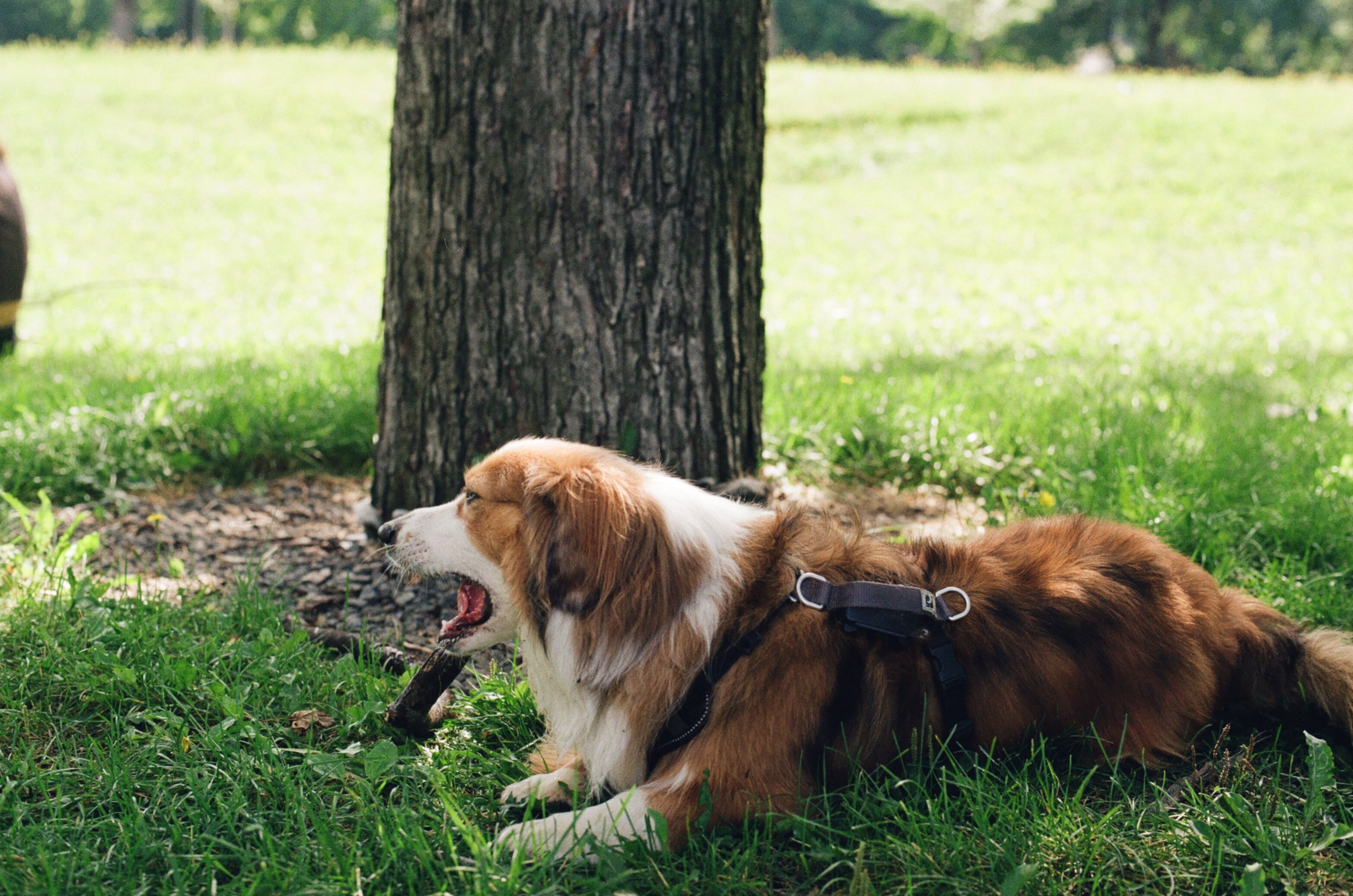 A fluffy brown and white dog chews on a stick while lying in the grass next to a tree