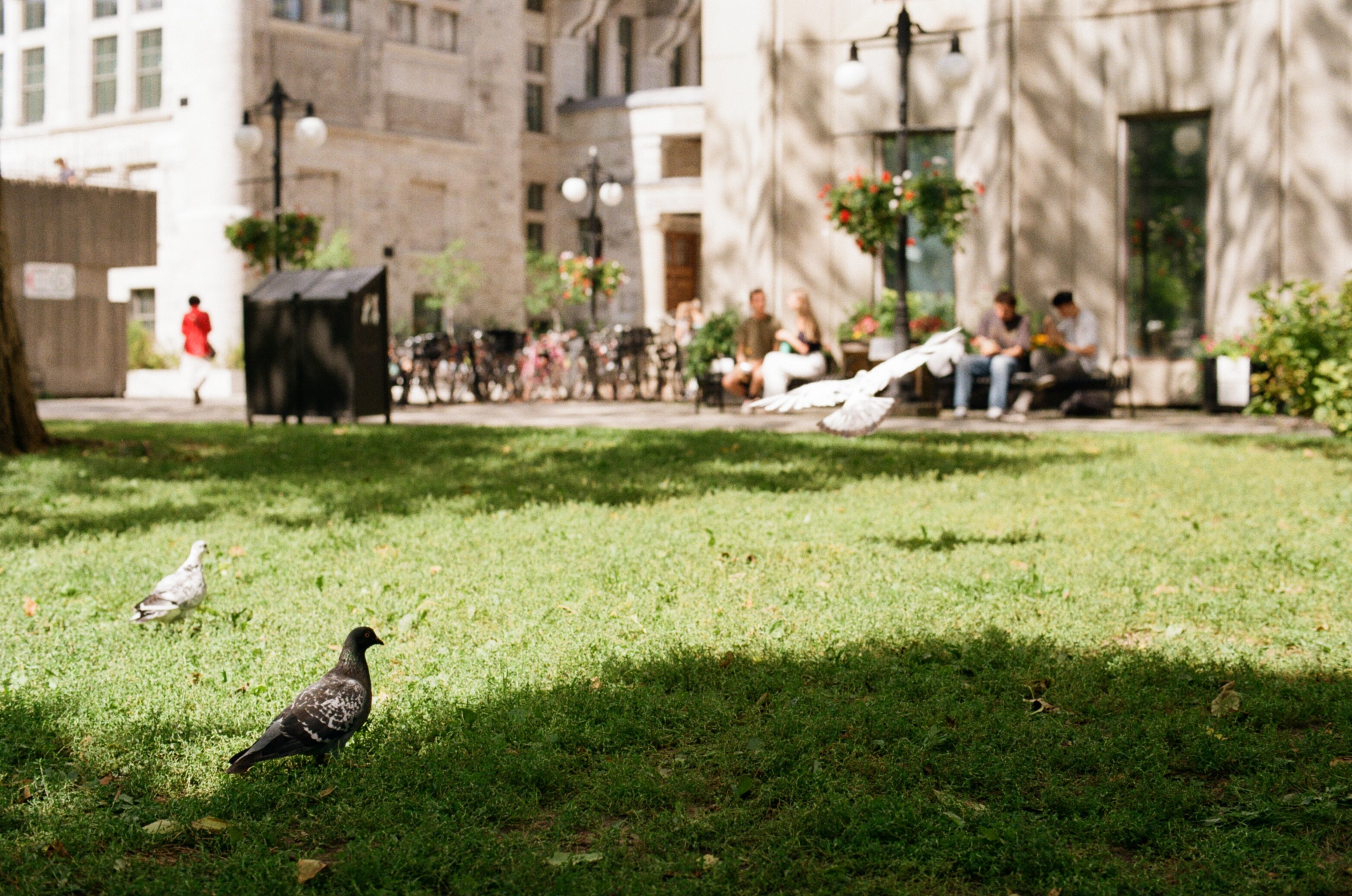 Two pigeons walking through the grass while a third is landing in the background